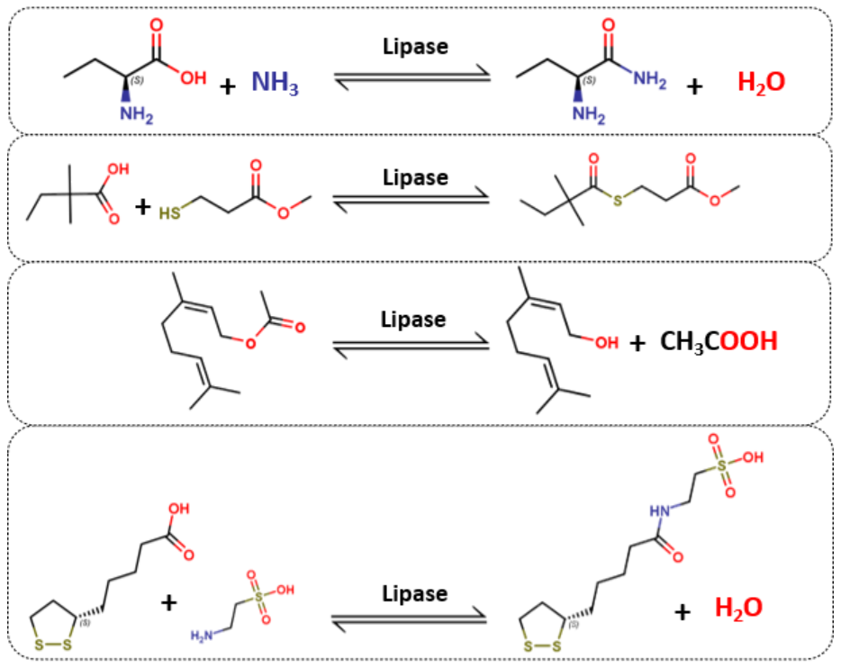  Lipase Series