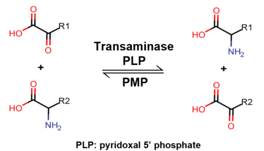  Transaminase Series